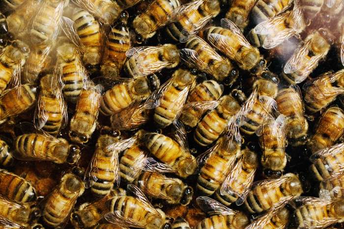 Study: Gene regulation underlies the evolution of social complexity in bees