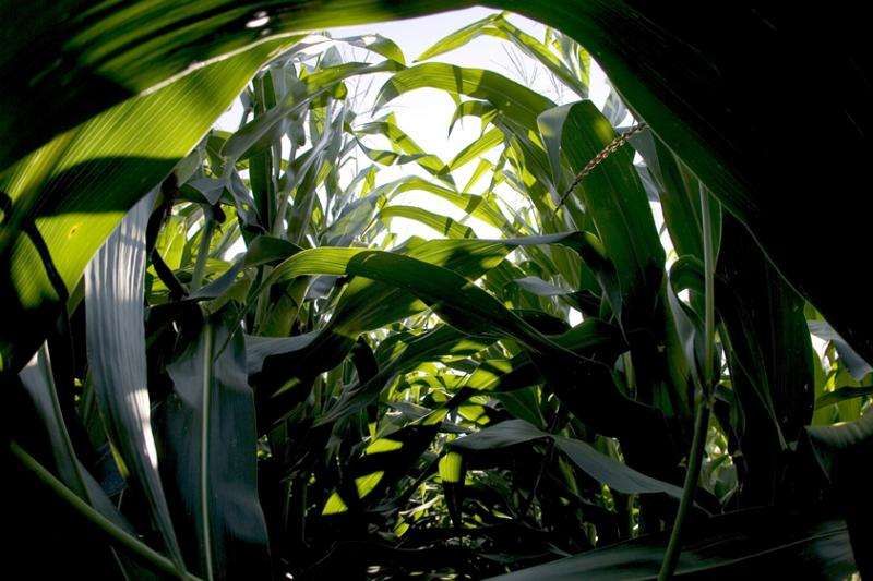 Study: Ground-level ozone reduces maize and soybean yields