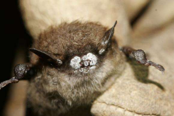 Study IDs collagen-damaging protein in White Nose syndrome