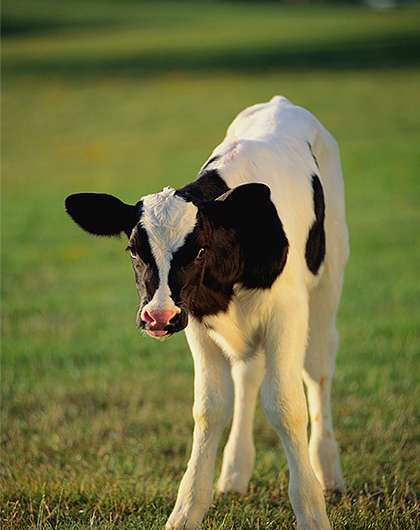 犊牛的研究为呼吸系统治疗提供了希望