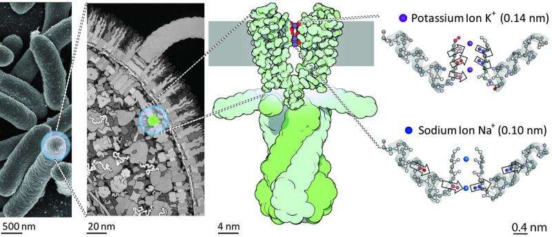 Studying dynamics of ion channels