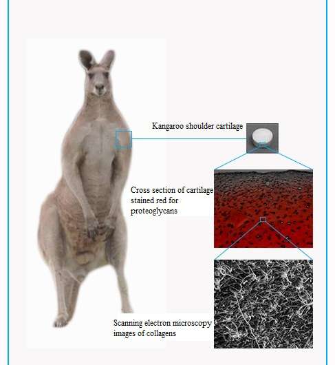 Studying kangaroo cartilage could help human treatment