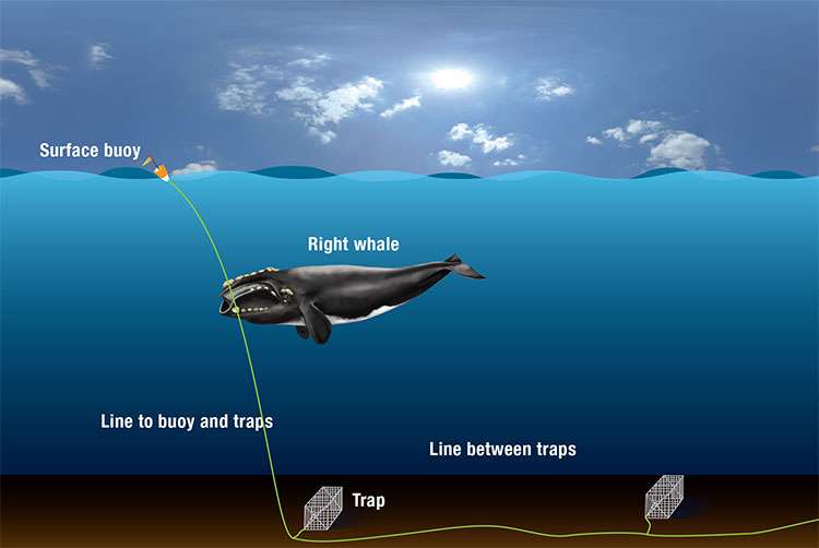 Study measures drag from fishing gear entanglements on North Atlantic right whales