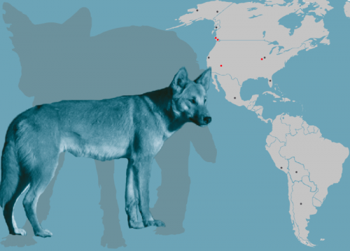 Study of ancient dogs in the Americas yields insights into human, dog migration