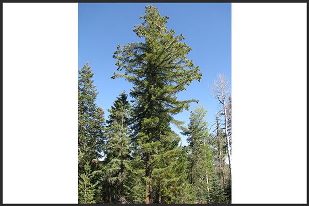 Study seeks to help southwestern white pine navigate climate change, disease