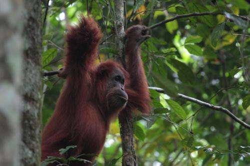 Study shows orangutans use their hands to make their voices deeper