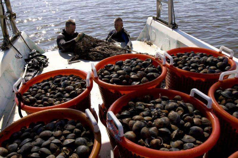 Study shows seafood samples had no elevated contaminant levels from oil spill
