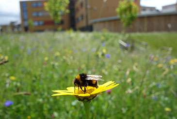 Study shows urban habitats provide haven for UK bees