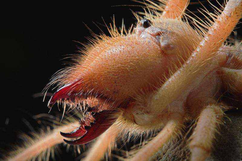 Study takes close look at formidable camel spider jaws