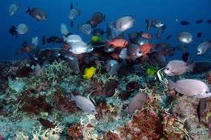 Study unlocks faster way to assess ocean ecosystem health