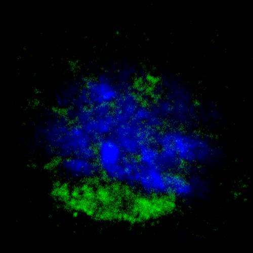 Subpopulation of innate immune cells may be primed against threats like cancer