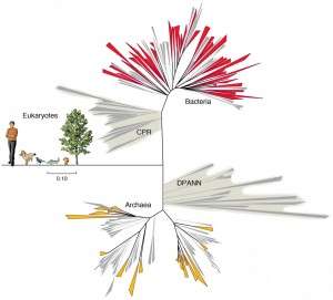 Subsurface discovery sprouts a new branch on the tree of life