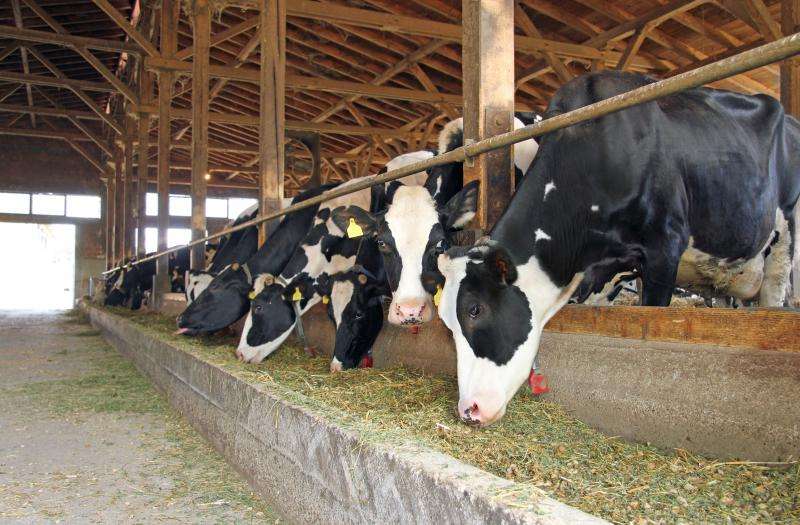 Successful company patents technology to feed cattle from waste