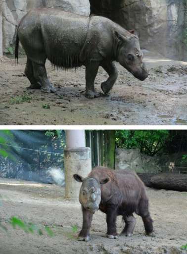 Suci (top), a female Sumatran rhino, and Harapan (below), a male, pictured on July 23, 2013 in photos courtesy Tom Uhlman (top) 