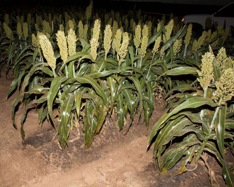 Sugarcane aphids hit High Plains hard