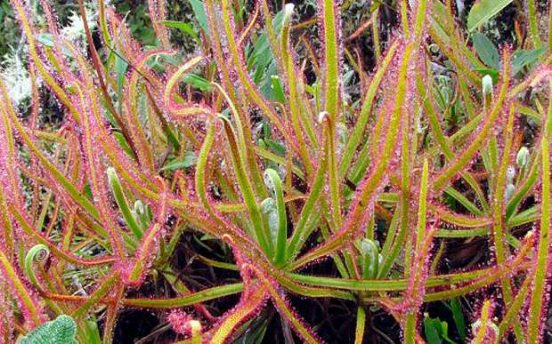 Sundew discovery on Facebook makes plant science news