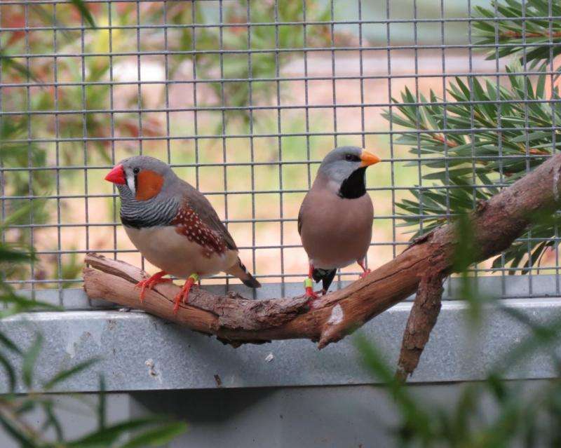 Supermodel Aussie finches do a sexy DNA swap at hotspots like we do