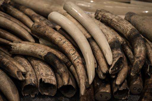 Surging demand for ivory in Asia is behind an increasing death toll of African elephants, conservationists say, as authorities f