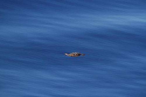 Surprise discovery off California exposes loggerhead 'lost years'
