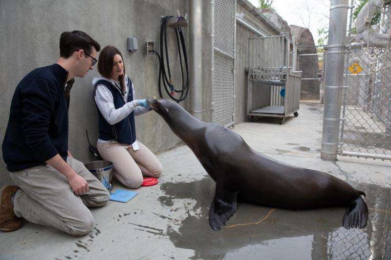 Swimming without a trace -- Building a machine to mimic what sea lions naturally do