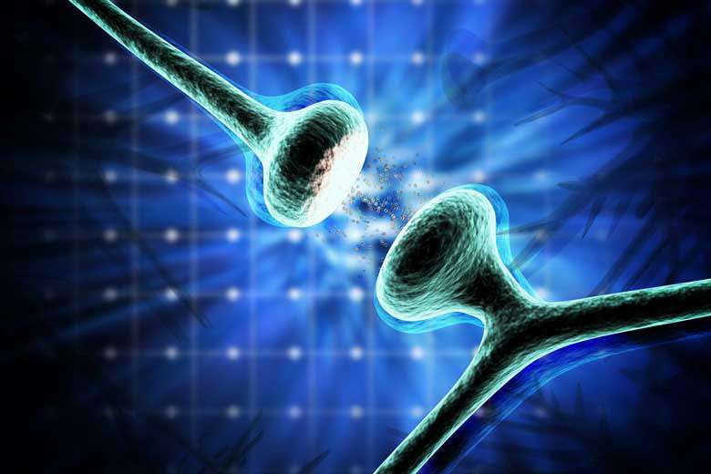Synapses last as long as the memories they store, neuroscientist finds