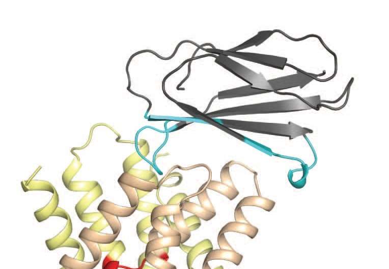 Synthetic proteins help solve structure of the fluoride ion channel