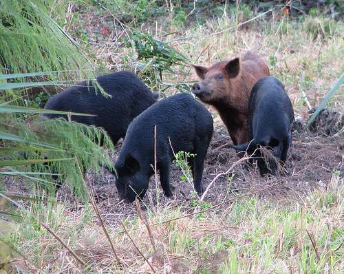 Tagging and scanning for feral pigs