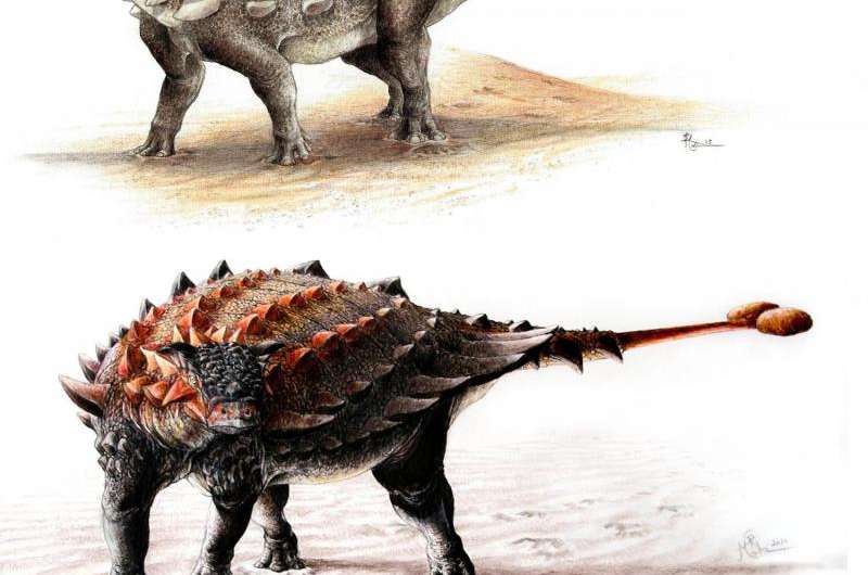 Tail as old as time -- researchers trace ankylosaur's tail evolution