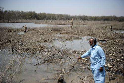 Talib Kacchi looks at a destroyed mangrove swamp along a beach on the Arabian Sea in Karachi