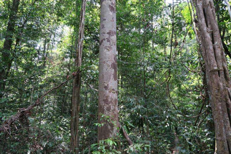 Tallest trees could die of thirst in rainforest droughts, study finds