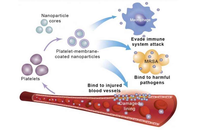 Targeted drug delivery with these nanoparticles can make medicines more effective