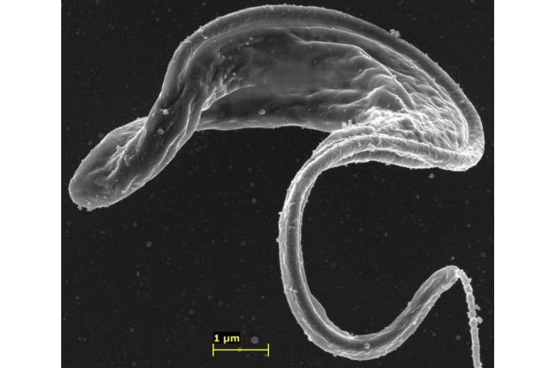 Targeted nanoparticles can overcome drug resistance in trypanosomes