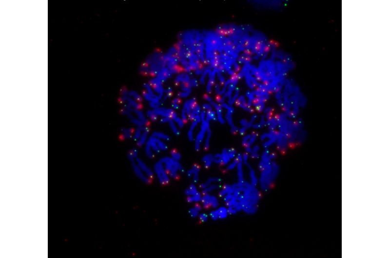 Targeting telomeres, the timekeepers of cells, could improve chemotherapy