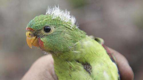 Tasmania's swift parrot now facing population collapse