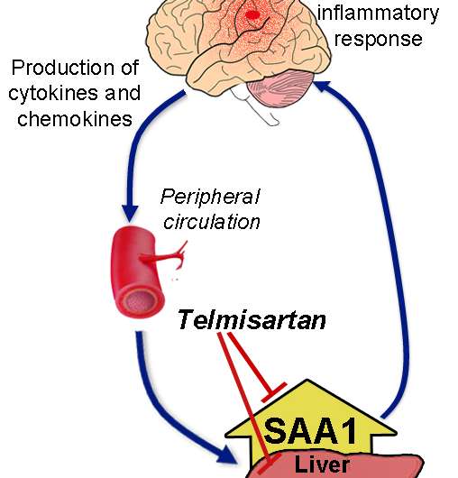 TBI triggers liver to produce protein tied to inflammation; hypertension drug blocks it