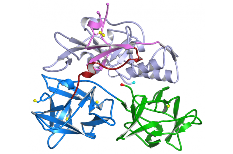 Team determines structure of toxin in respiratory infections