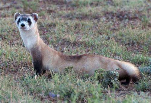 Ted Turner ranch aims to aid endangered black-footed ferrets