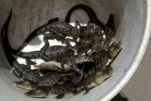 Ten-day-old crocodiles are collected at a small farm in Barra de Santiago, El Salvador on June 23, 2015