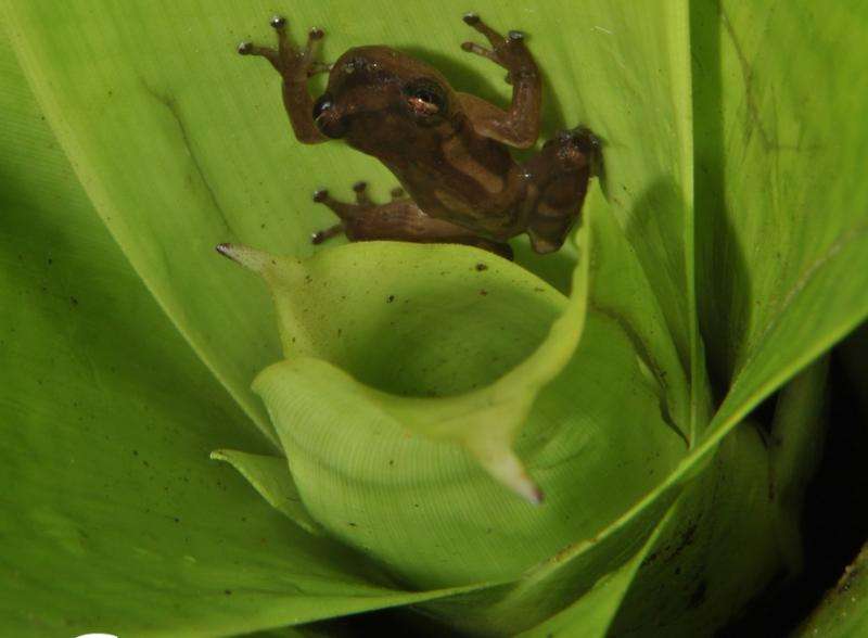 Teresensis' bromeliad treefrog found in Brazil