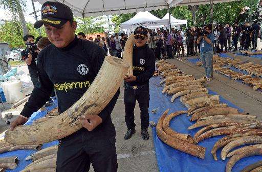 Thai customs officers carry confiscated elephant tusks during a press conference at the Customs Bureau in Bangkok on April 27, 2