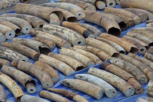 The 739 pieces of tusk were found stashed in a container which arrived at the port on April 18 after being shipped from the Demo