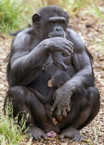 The adoption of another female's baby by a pregnant female, an &quot;unheard of&quot; act amoungst chimps, has happened at Monar