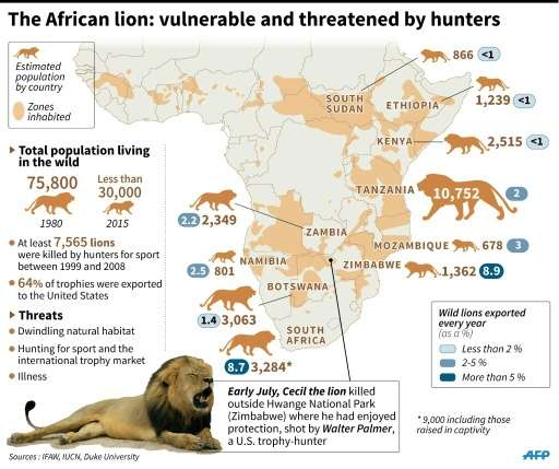 The African lion: vulnerable and threatened by hunters