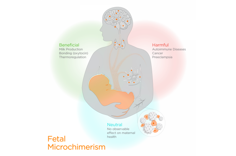 The alien within: Fetal cells influence maternal health during pregnancy (and long after)