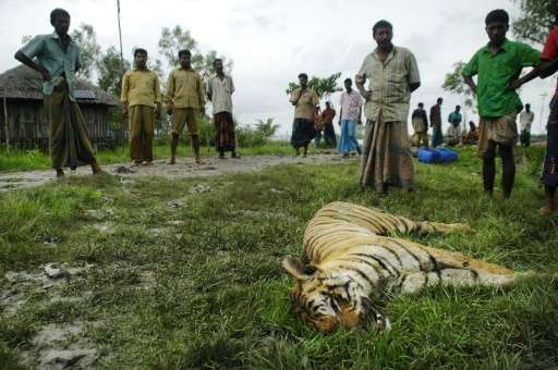 The body of a Royal Bengal tiger which was killed by local people lies in the grass in Khalishabunia village, Satkhira, Banglade
