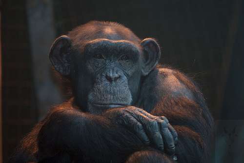 The case for chimpanzee 'personhood'