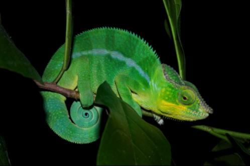 The chameleon reorganizes its nanocrystals to change colors