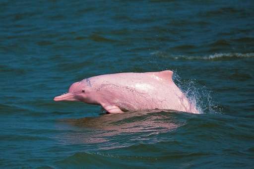 The Chinese white dolphin—popularly known as the pink dolphin due to its pale pink colouring—draws scores of tourists daily to t