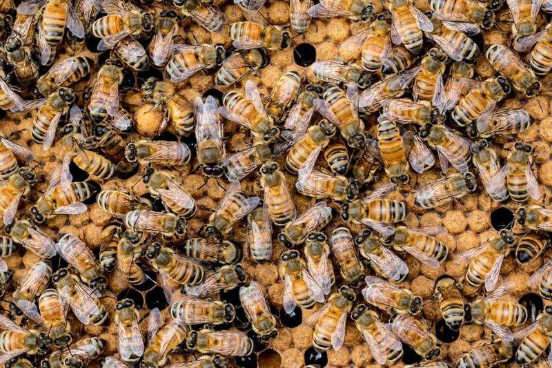 The continuing plight of the honeybee