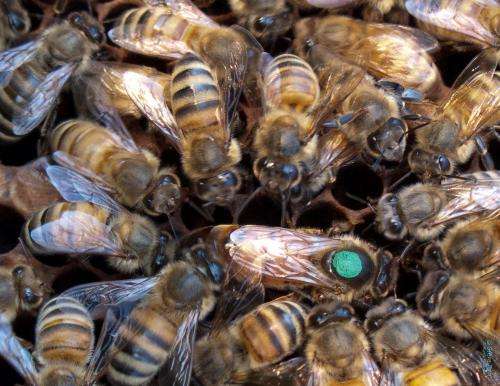 The environment may change, but the microbiome of queen bees does not